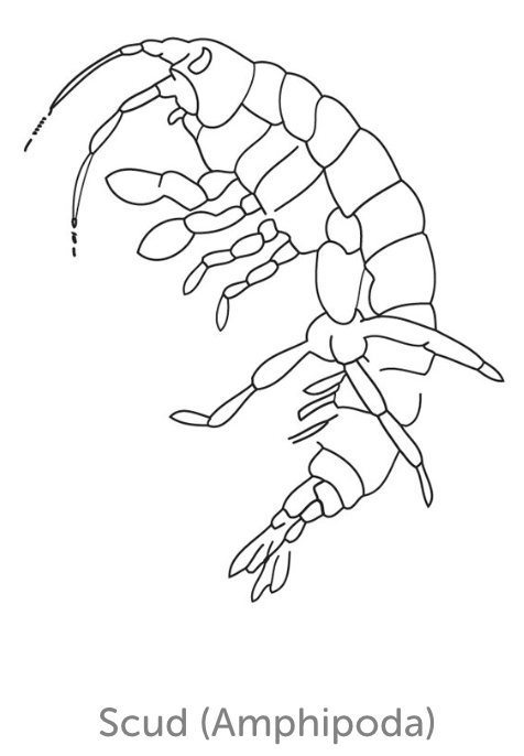 Moderately Tolerant Bug 6